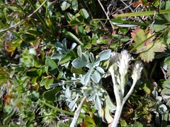 Antennaria caucasica