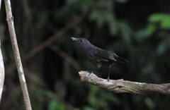 Myophonus borneensis