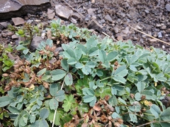 Sibbaldia parviflora