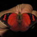 Fountainea ryphea - Photo (c) Lepidoptera Colombiana,  זכויות יוצרים חלקיות (CC BY-NC), uploaded by Lepidoptera Colombiana