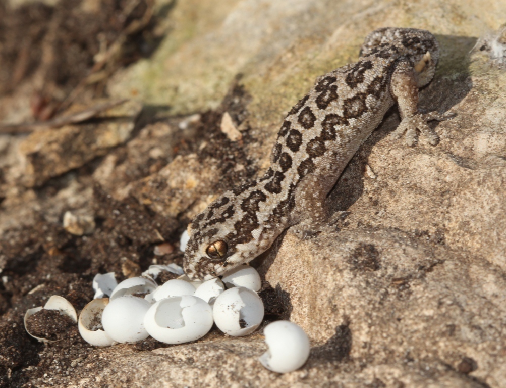 Spotted Thick-Toed Gecko