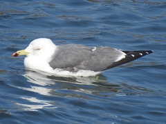 Larus crassirostris
