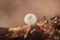 Mycena arcangeliana