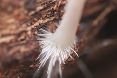 Mycena arcangeliana