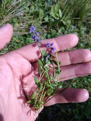 Polygala alpicola