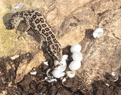 Pachydactylus maculatus