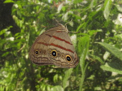 Megeuptychia antonoe