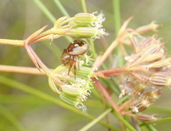 Synema marlothi