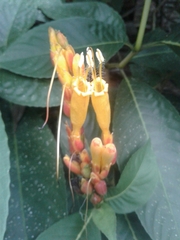 Sanchezia parvibracteata