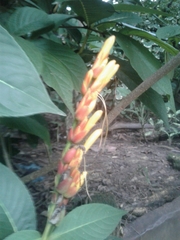 Sanchezia parvibracteata