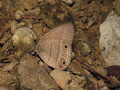 Yphthimoides blanquita