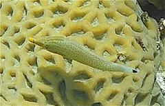 Oxymonacanthus halli