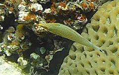 Oxymonacanthus halli
