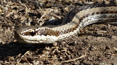 Philodryas chamissonis