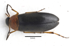 Anaspis ruficollis