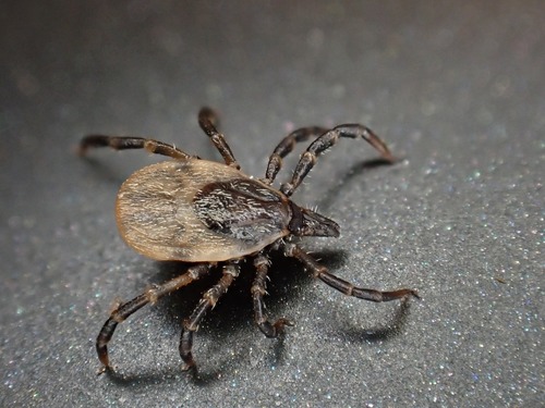 Passerine Tick