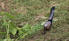 Dendrocitta cinerascens