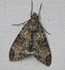 Psilogramma menephron