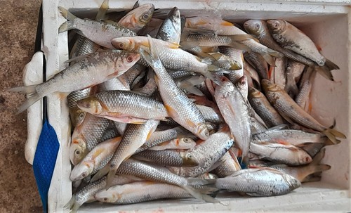 Magdalena leporinus (Leporinus muyscorum) — Anostomidae — 3