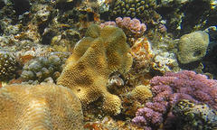 Hydnophora microconos