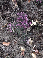 Erica carnea