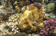 Hydnophora microconos