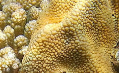 Hydnophora microconos