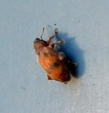 Orchestes steppensis