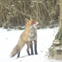 Vulpes vulpes vulpes