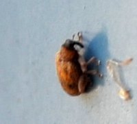 Orchestes steppensis