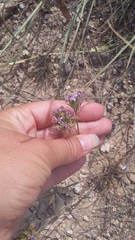 Dianthus pseudarmeria