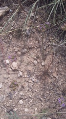 Dianthus pseudarmeria