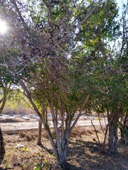 Microlobius foetidus