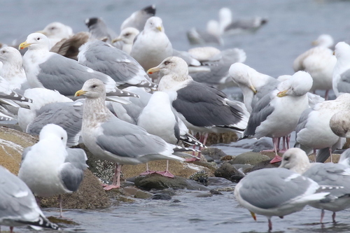 Slaty-backed Gull｜灰背鸥 参考照片
