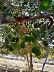 Microlobius foetidus