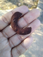 Microlobius foetidus