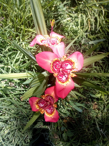 Tigridia pavonia