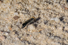 Pompilus cinereus
