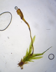 Fissidens gracilifolius