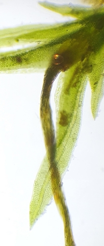 Image of Fissidens gracilifolius by no rights reserved