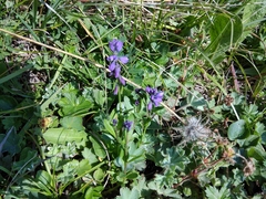Polygala alpicola