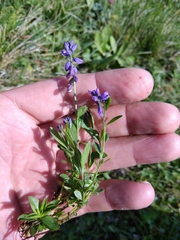 Polygala alpicola