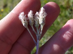 Antennaria caucasica