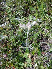Antennaria caucasica