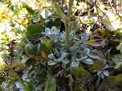 Antennaria caucasica