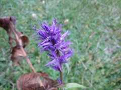 Asyneuma campanuloides