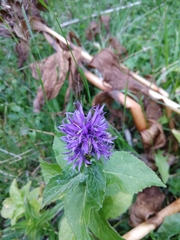 Asyneuma campanuloides