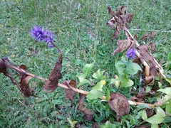 Asyneuma campanuloides