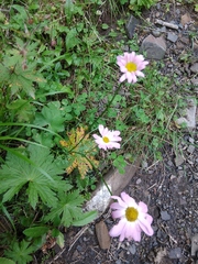 Tanacetum coccineum
