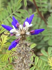 Dalea coerulea